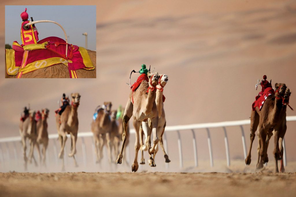مراهنات سباق الهجن