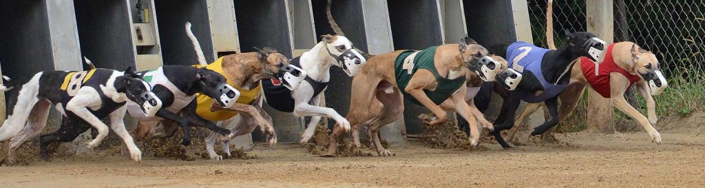 greyhound betting